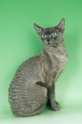 Picture of blue devon rex on green background