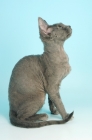 Picture of blue devon rex side view