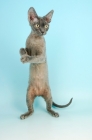 Picture of blue devon rex standing on hind legs