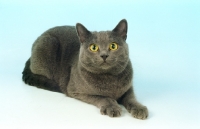 Picture of blue European Shorthair cat, staring