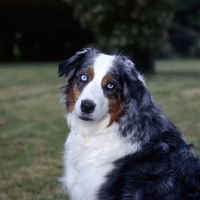 Picture of blue eyed australian shepherd dog