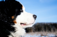 Picture of Blue eyed Bernese Mountain Dog looking out over snowy field