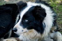 Picture of blue eyed border collie looking alert