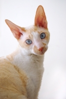 Picture of blue eyed Cornish Rex