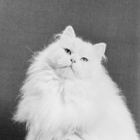 Picture of blue eyed long haired white Persian cat