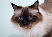 Picture of blue eyed Ragdoll