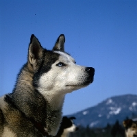 Picture of blue eyed siberian husky at sled dog races, austria,