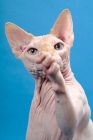 Picture of blue eyed sphynx cat, one leg up