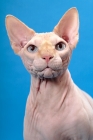 Picture of blue eyed sphynx cat