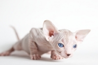 Picture of blue eyed sphynx kitten looking  doing push-ups