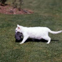 Picture of blue eyed white cat carrying a kitten blue kitten