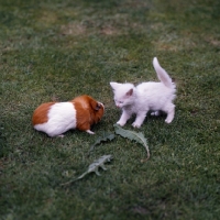 Picture of blue eyed white kitten looking at guinea pig