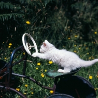 Picture of blue eyed white kitten playing