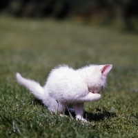 Picture of blue eyed white kitten washing