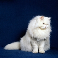 Picture of blue eyed white long hair cat in full coat