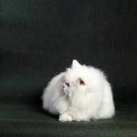 Picture of blue eyed white long hair cat head in profile