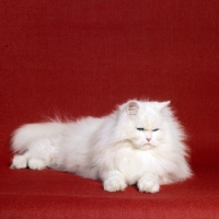 Picture of blue eyed white long hair cat closing his eyes