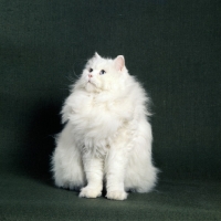 Picture of blue eyed white long hair cat being good