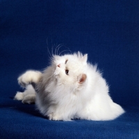 Picture of blue eyed white long hair cat pawing