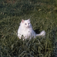Picture of blue eyed white long hair cat in long grass