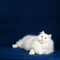 Picture of blue eyed white long hair cat 