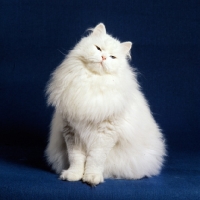 Picture of blue eyed white long hair cat with slit eyes, head on one side