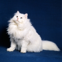 Picture of blue eyed white long hair cat looking for dinner