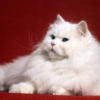 Picture of blue eyed white long hair cat looking grand