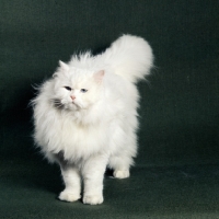 Picture of blue eyed white long hair cat looking scruffy
