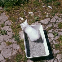 Picture of blue eyed white long hair kitten on litter tray