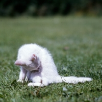 Picture of blue eyed white long hair kitten washing