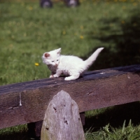 Picture of blue eyed white long hair kitten