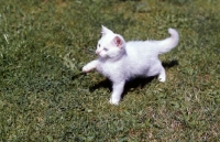 Picture of blue eyed white long hair kitten pawing the air
