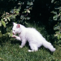 Picture of blue eyed white long hair kitten washing a paw