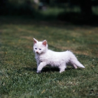 Picture of blue eyed white long hair kitten striding along