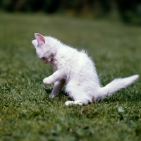 Picture of blue eyed white long hair kitten washing