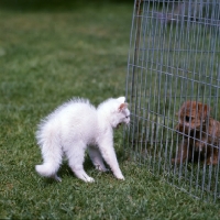 Picture of blue eyed white long hair kitten spitting at norfolk terrier puppy in a pen