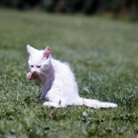 Picture of blue eyed white long hair kitten washing