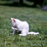 Picture of blue eyed white long hair kitten washing