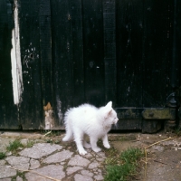 Picture of blue eyed white long hair kitten with bottle brush tail