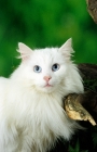 Picture of blue eyed white Norwegian Forest cat in woodland scene
