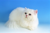 Picture of blue eyed white Persian on blue background
