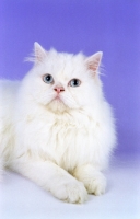 Picture of blue eyed white Persian on purple background
