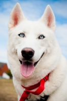 Picture of blue eyed white Siberian Husky