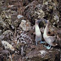 Picture of blue footed boobies in courtship dance, champion island, galapagos 