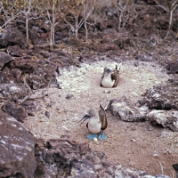 Picture of blue footed boobies protecting egg, champion island, galapagos islands