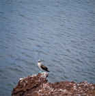 Picture of blue footed booby alone at cliff, jervis island, galapagos 