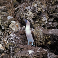 Picture of blue footed booby looking up, champion island, galapagos 