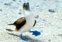 Picture of blue footed booby on champion island, galapagos, looking up 