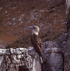 Picture of blue footed booby on daphne island crater rim, galapagos islands